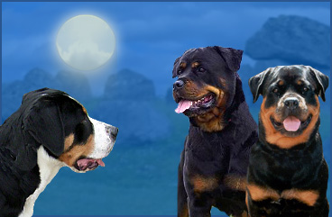 Rottweilers & Greater Swiss Mountain Dogs